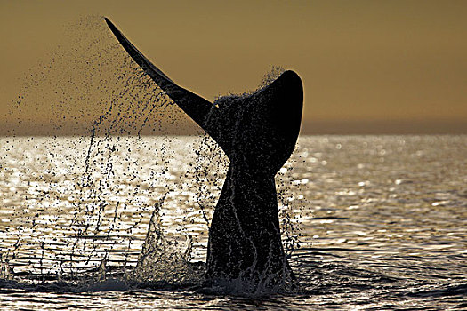 南露脊鲸,尾部,拍击,瓦尔德斯半岛,阿根廷