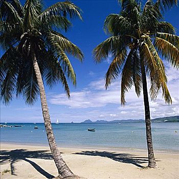 棕榈树,海滩,马提尼克岛