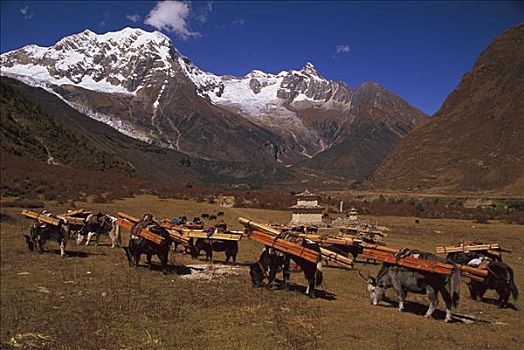 牦牛,装载,木料,尼泊尔