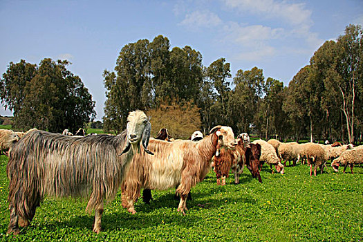 山羊,绵羊,放牧,土地,公园,以色列