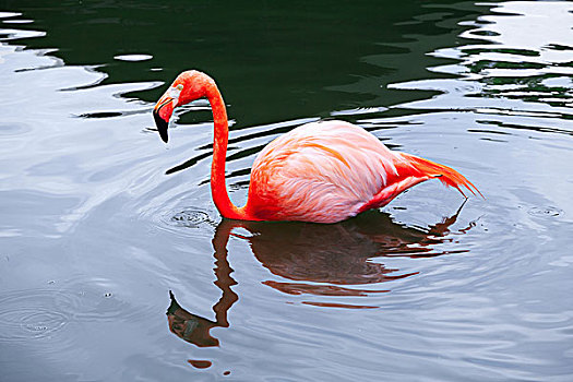 粉红火烈鸟,走,水,反射