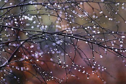 桦树,贝图拉州立公园,空,枝条,遮盖,小水滴,欧洲