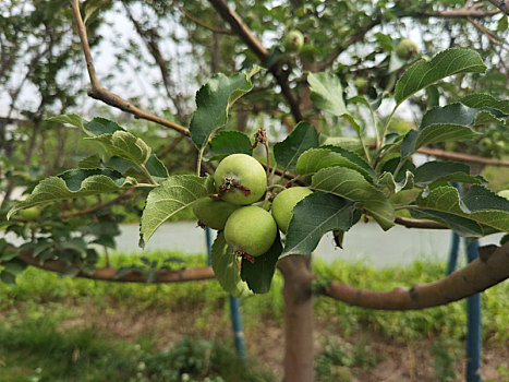 绿化带植物