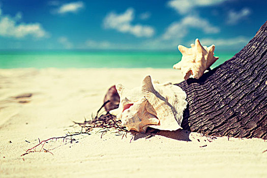 海滩,夏天,休假,概念,特写,海贝,热带沙滩