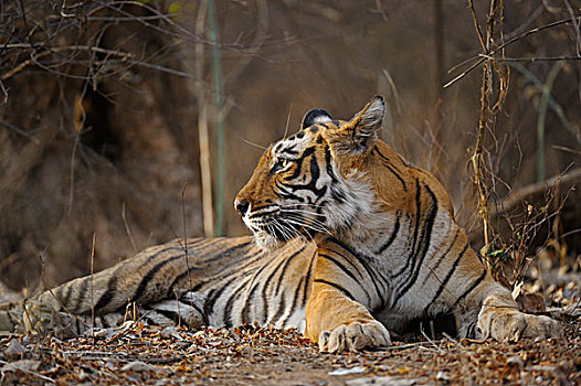 孟加拉,印度虎,虎,拉贾斯坦邦,国家公园,印度,亚洲