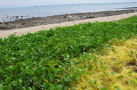 海岛,大海,砾滩,海岸,水岸,水系,堤坝,天际线,海水,海平面,海,海滩,植物,叶子,绿叶,植被,旅游