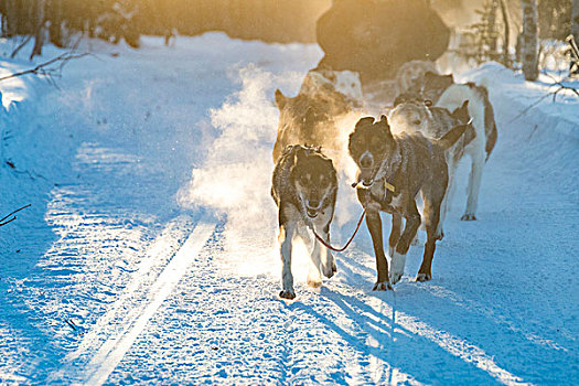 狗,雪撬,诺尔博滕县,拉普兰,瑞典