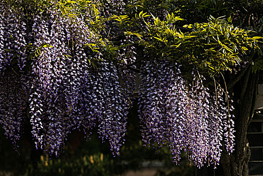 足利市紫藤花园