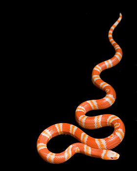 橘色黑色相间的蛇图片图片