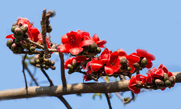 木棉花