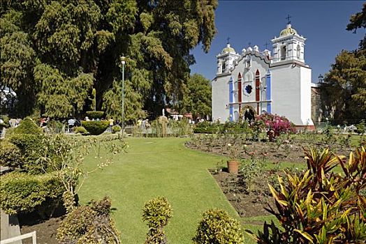 教堂,树,圣马利亚,瓦哈卡,墨西哥