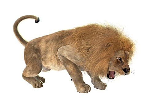 愤怒,狮子