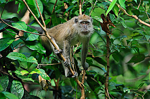 长尾,短尾猿,食蟹猴,檀中埠廷国立公园,婆罗洲,印度尼西亚