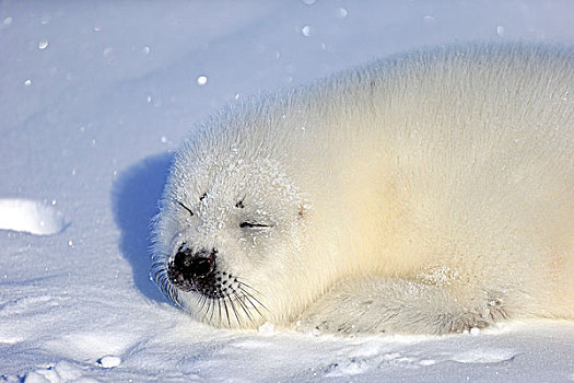 鞍纹海豹,幼仔,睡觉,冰,马格达伦群岛,海湾,魁北克省,加拿大,北美