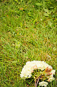 草地上黄白色的樱花