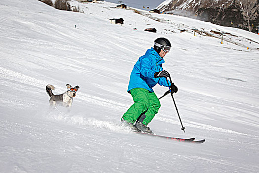 滑雪,狗,雪,护目镜,滑雪坡,伦巴第,意大利,欧洲