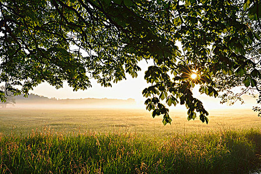 栗子树,地点,日出,自然保护区,黑森州,德国,欧洲