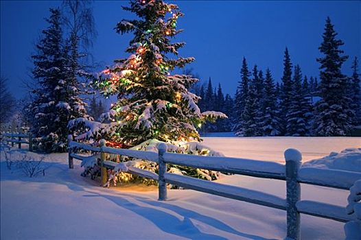 装饰,圣诞树,积雪,栅栏,栏杆,夜晚,阿拉斯加,冬天