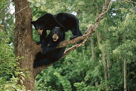 黑熊,美洲黑熊,两个,玩耍,一岁,幼兽,树上