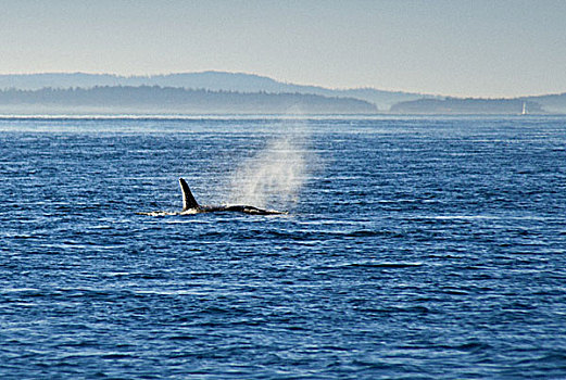 一个,雄性,逆戟鲸,展示,只有,背鳍,上半身,身体,陆地
