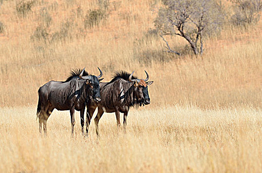 蓝色,角马,站立,干燥,草地,卡拉哈迪大羚羊国家公园,北开普,南非,非洲