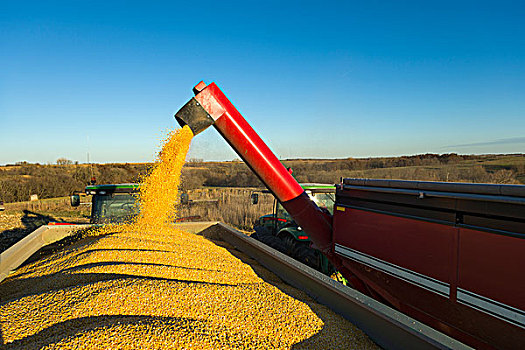 农民,黄色,谷物,玉米,一个,运输,爱荷华,美国
