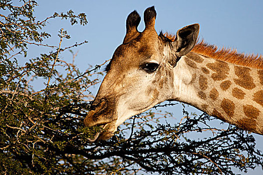 长颈鹿,进食,克鲁格国家公园,南非,非洲