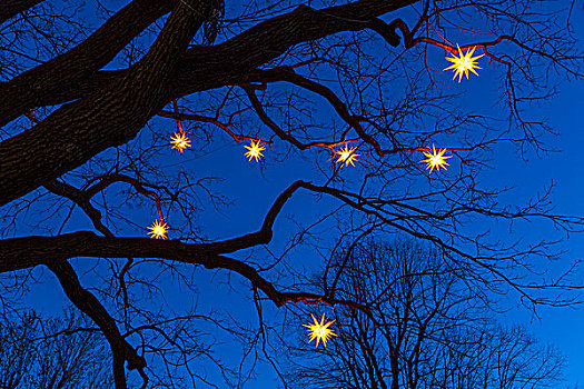星,发光,秃树,圣诞装饰,萨克森,德国,欧洲