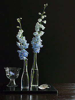 高,蓝花,花瓶,黑色背景