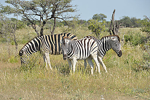 纳米比亚,埃托沙国家公园,白氏斑马,斑马