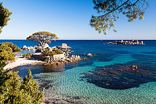 海滩,松树,在,蓝色海岸,蓝,地中海,科西嘉岛,法国