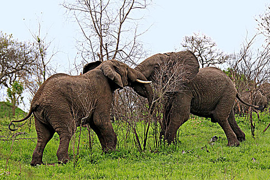 非洲,大象,争斗,萨比萨比酒店,克鲁格国家公园,南非
