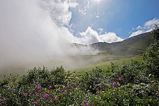 低,云,创作,七月,场景,抓住,开花,阿拉斯加,美国