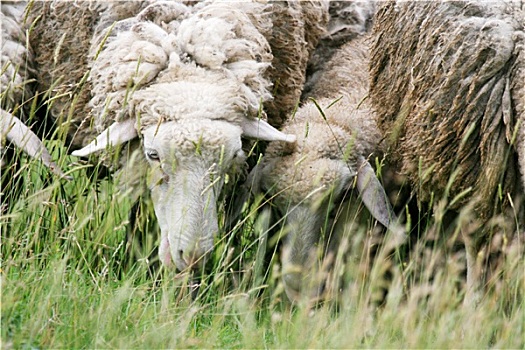 特写,绵羊,吃草