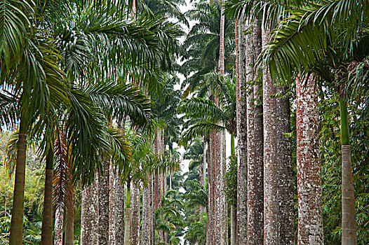 棕榈树,植物园,里约热内卢,巴西