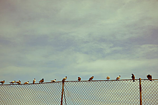 鸽子,栅栏
