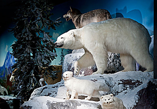 北极熊一家子标本