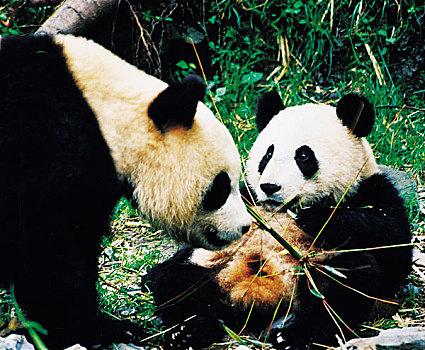 巨大,熊猫,分享