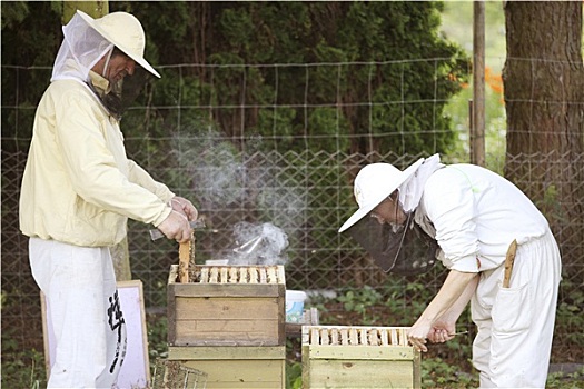 养蜂人,工作,蜜蜂