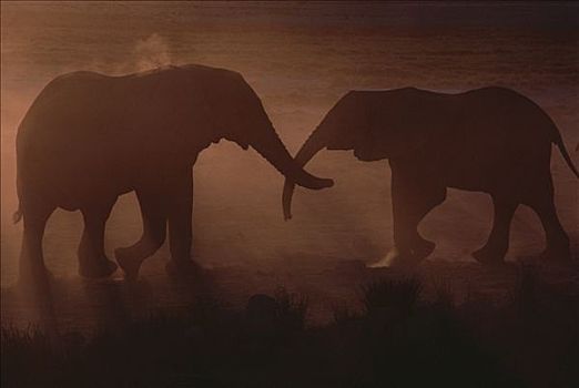 非洲象,一对,缠绕,剪影,灰尘,纳米比亚