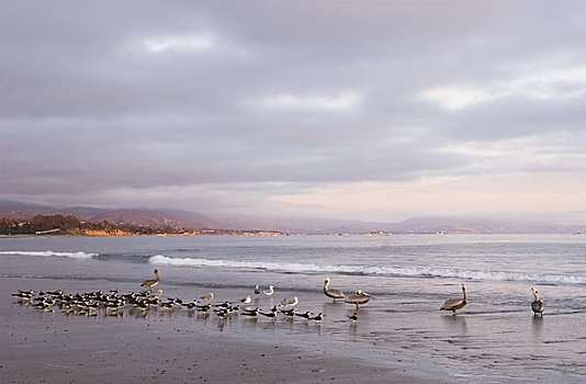黑色,剪嘴鸥,鹈鹕,海滩,圣芭芭拉,加利福尼亚,美国