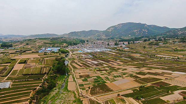 山东省日照市,万亩茶园染绿乡村大地,茶产业助农民致富