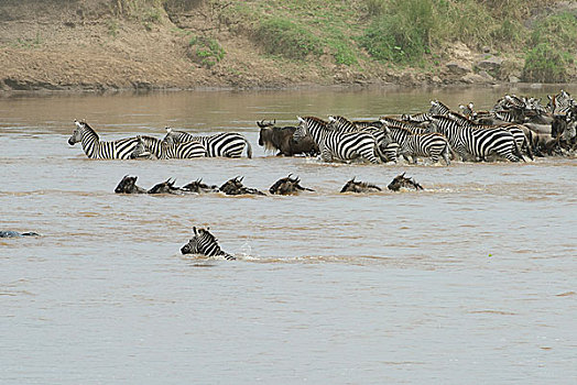 斑马角马群迁徙过河