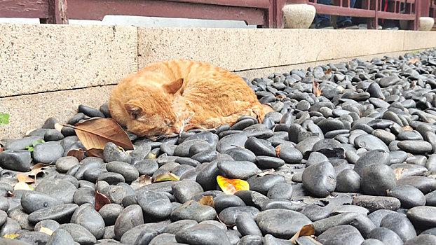 苏州寒山寺橘猫