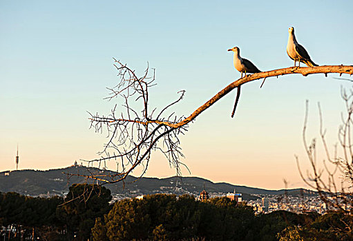 两个,海鸥,栖息,枝头,远景,屋顶,巴塞罗那,西班牙