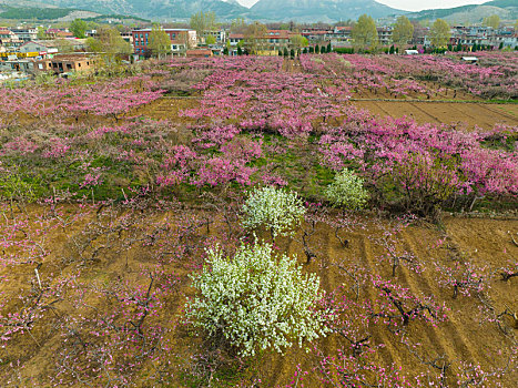 航拍济南南部山区桃花梨花