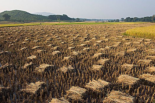 印度,奥里萨帮,地区,靠近,稻米,捆