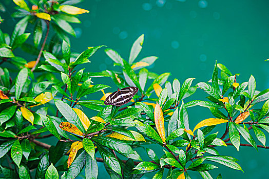 碧绿色水面上生长的植物与落在树叶上的蝴蝶