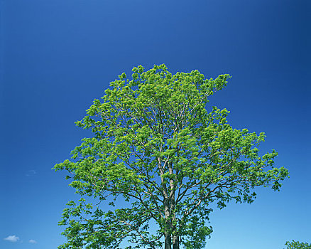 一个,蓝天,绿色,树