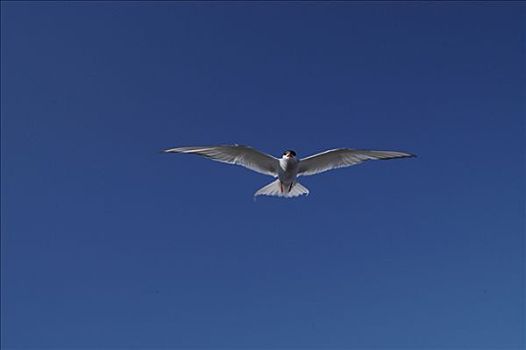 北极燕鸥,半岛,冰岛
